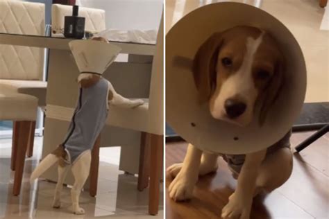 Cachorro Da Ra A Beagle Tem Rea O Inesperada Ap S Castra O Assista