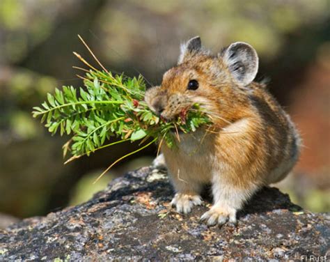 The Behavioral Plasticity of the American Pika | Principia Scientific Intl.