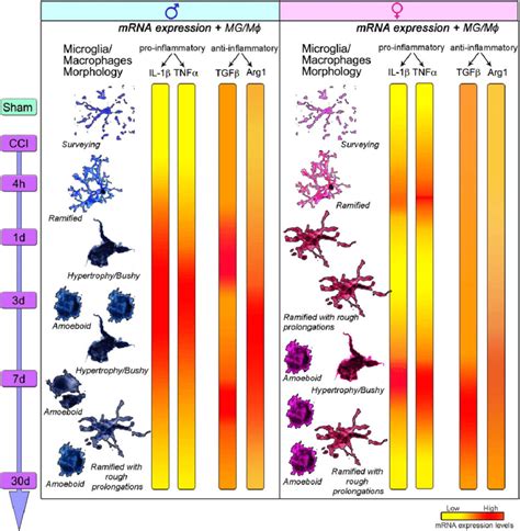 FIG URE 8 Sex Differences In Morphological And Phenotypic Diversity Of