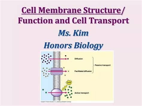 PPT Cell Membrane Structure Function And Cell Transport Ms Kim