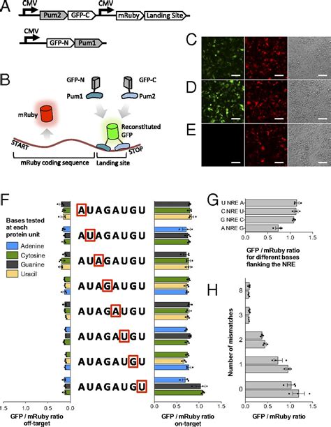 Programmable Rna Binding Protein Composed Of Repeats Of A Single