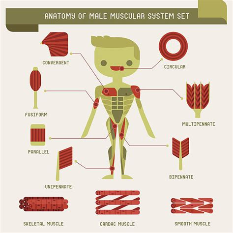 Adductor Muscles Illustrations, Royalty-Free Vector Graphics & Clip Art ...