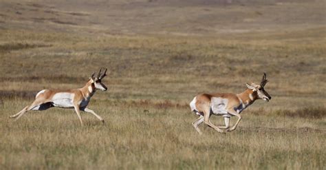 Khám Phá Pronghorn Lớn Nhất Từng được Bắt ở Colorado ⋆ Cá Cảnh Mini