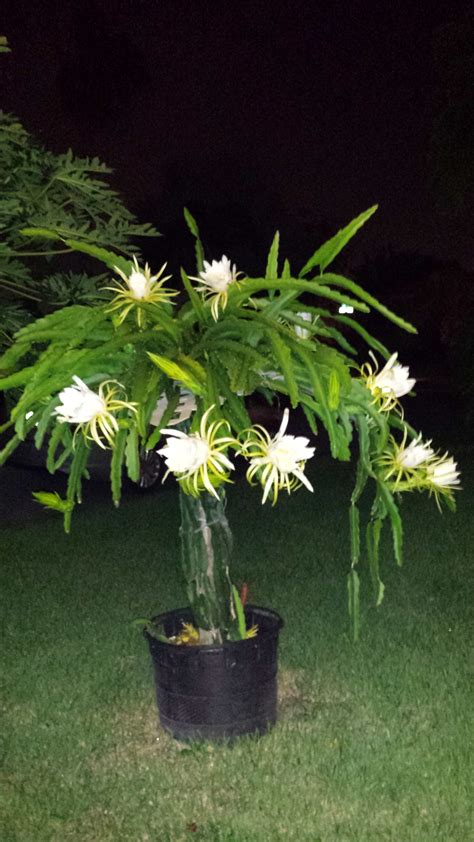 Dragon Fruit Flower Bloom Beautiful Flower Arrangements And Flower