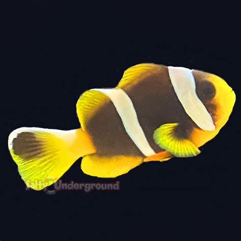 Yellow Clownfish