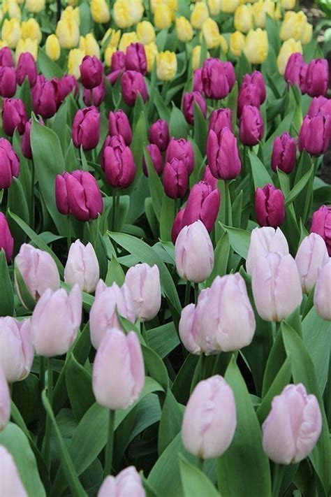 Purple Prince Onings Holland Flowerbulbs