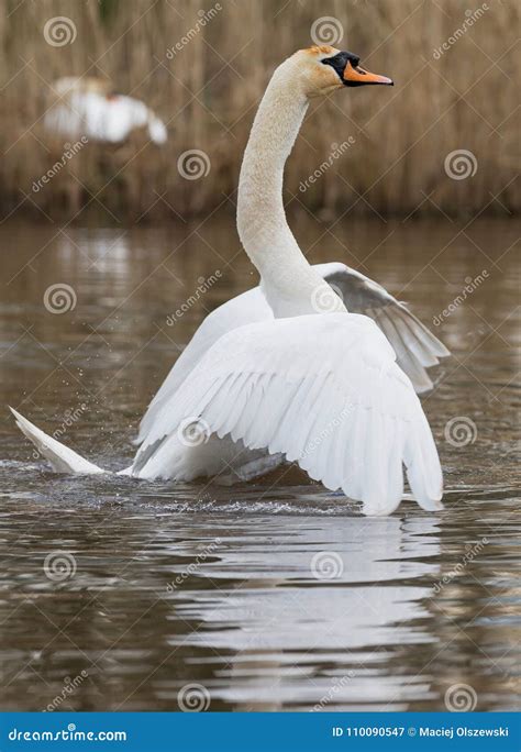 Mute Swan Swans Cygnus Olor Stock Image Image Of Water Wildlife