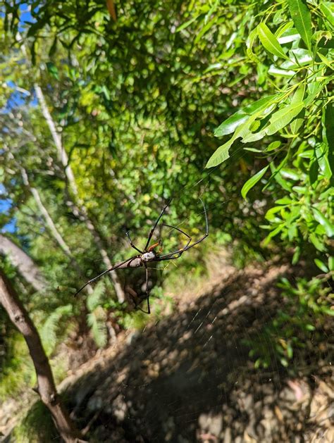 Giant Golden Orbweaver From Wildlife Rd Jubilee Pocket Qld Au On May