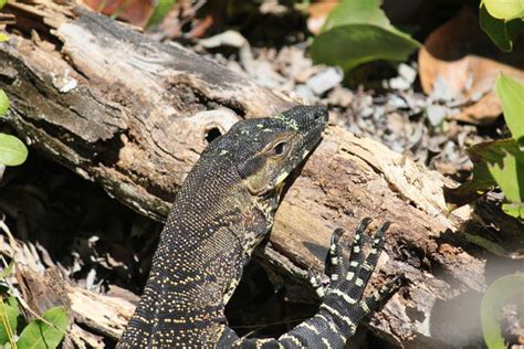 Goannas