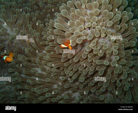 Fish Underwater Tropical Diving Salt Water Sea Ocean Water