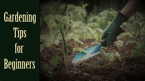 Best Gardening Tips For Beginners Tools Topics