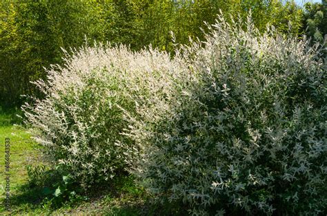 Willow Whole Leafed Japanese Salix Integra Hakuro Nishiki In Spring