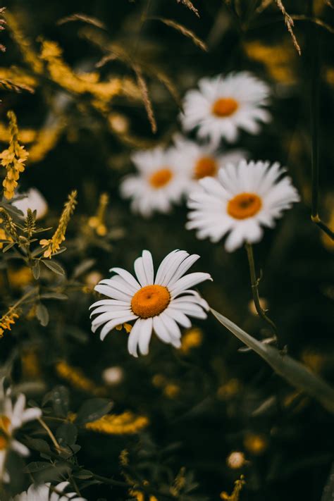 Download Hidden White Daisy Iphone Wallpaper | Wallpapers.com