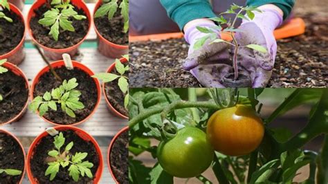 Consejos Para Cuidar Una Tomatera Actualizado Junio 2025