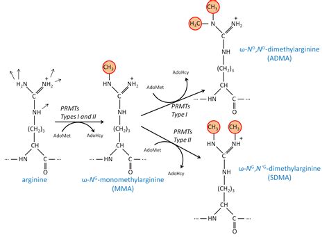 Deciphering Protein Arginine Methylation In Mammals Intechopen