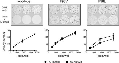 Colony Formation Of Wild Type And Ap80978 Resistant Replicons In The Download Scientific