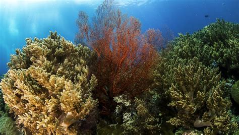 K K K Underwater World Corals Hd Wallpaper Rare Gallery