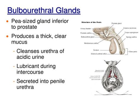 Ppt Chapter 16 The Reproductive System Intro And Male Powerpoint Presentation Id 315922