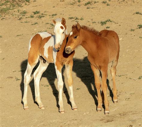 Baby Horse Pals Wild Mustangs Photograph By Judi Dressler Pixels