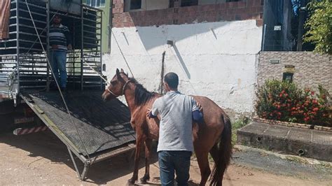 Vigil Ncia Ambiental Do Paulista Intensifica Recolhimento De Animais De