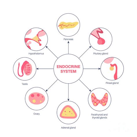 Human Endocrine System 13 By Pikovit Science Photo Library