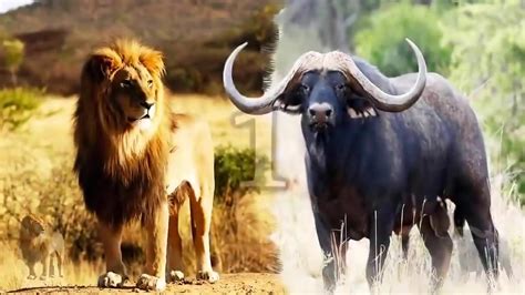 Lion Vs Buffalo Real Fight Youtube