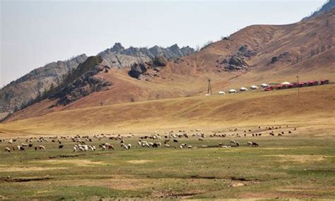 Mongolia Nomadic Steppe Pastoralism Britannica