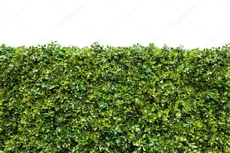 Green hedges with grass Stock Photo by ©Image-HOUSE 67064039