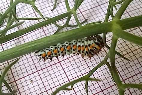 Borboleta Cauda De Andorinha From Escola Secund Ria Jos Gomes Ferreira