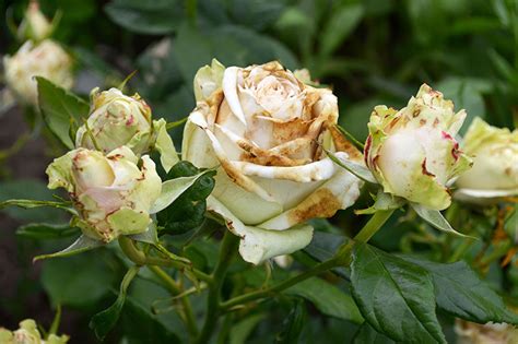 How To Identify And Treat Common Rose Diseases Gardeners Path