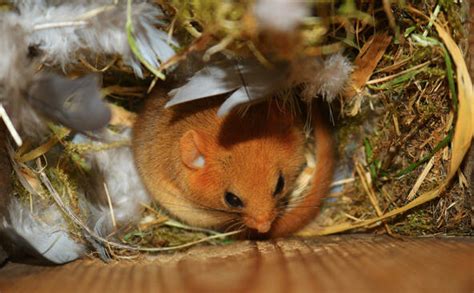 Hazel dormouse | ZSL