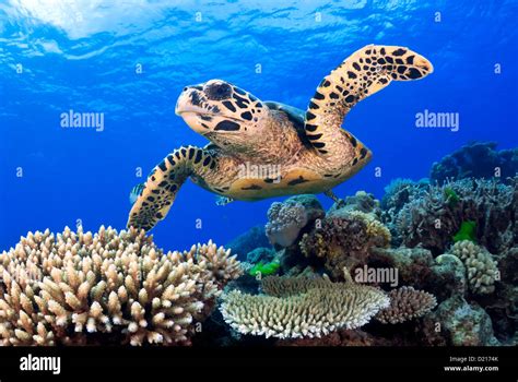 Hawksbill Sea Turtle Eretmochelys Imbricata Swimming Over A Coral Reef