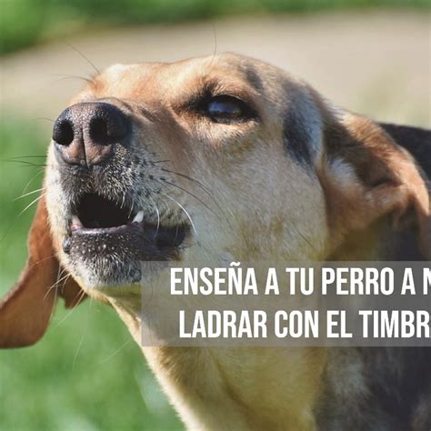 Como Hacer Para Que Tu Perro Deje De Ladrar Cuando No Estas En Casa