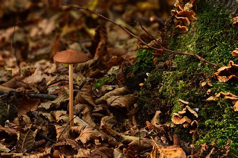 Paddenstoel Schimmel Herfst Bos Gratis Foto Op Pixabay Pixabay