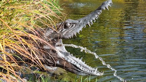 Reptile Crocodile Habitat - Free photo on Pixabay - Pixabay