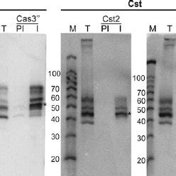 Western blot analysis of Cas proteins associated with Csa, Cst, and Cmr... | Download Scientific ...