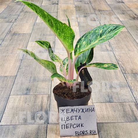 Комнатные растения для дома, домашние цветы в горшках купить с ...