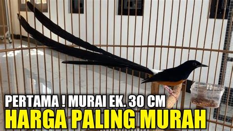 AKSI NEKAD GUDANG MURAI MATRAMAN JUAL MURAI EK 30 CM HARGA TERMURAH