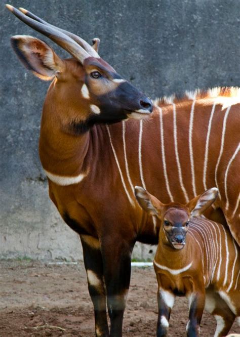 Animals With Stripes And Horns