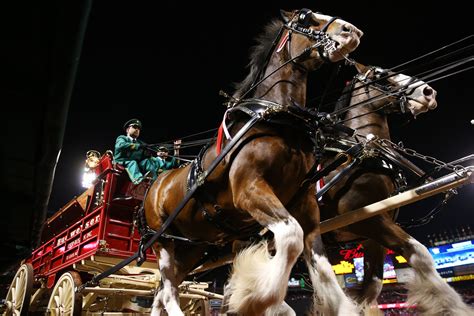 Watch Budweiser's Clydesdale Super Bowl 2016 Commercial [VIDEO] | IBTimes