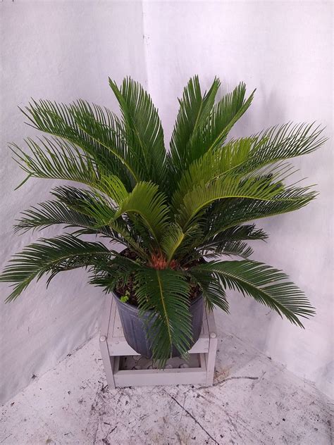 Buy Cycas Revoluta King Sago Palm Cycad Free Shipping Over 100