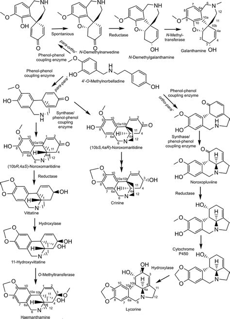 Primary Amaryllidaceae Skeleton Biosynthetic Pathways With Elaboration