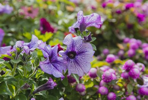 如何在家里种植矮牵牛花 矮牵牛花的护理 Wikifarmer