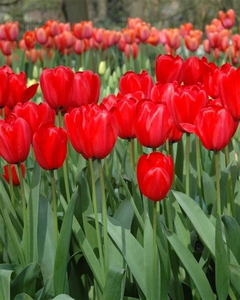 Tulip Red Impression Bulb Peter Nyssen Buy Flower Bulbs And