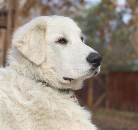 Since 1999 The Turkish Akbash Breed Has Been Recognized By The Kennel