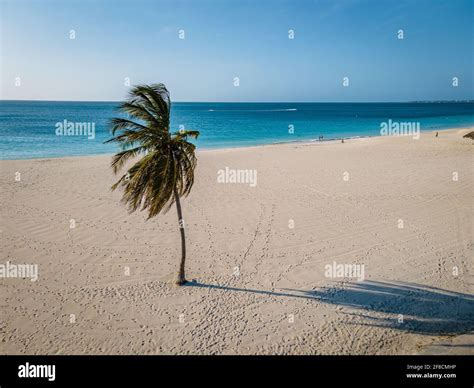 Eagle Beach Aruba, Palm Trees on the shoreline of Eagle Beach in Aruba, drone view at a beach ...