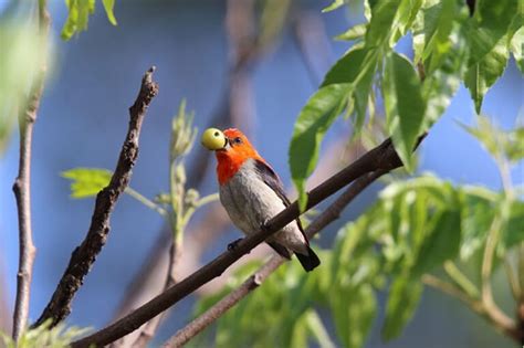 huong  cach nuoi chim sau dau  dung chuan ky thuat yeu chim