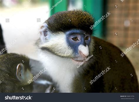 Blue Faced Monkeys Portrait Stock Photo 596813759 Shutterstock