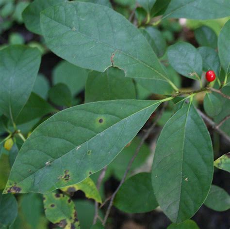 Common Spicebush Vascular Plants Of Jumpoff Community Land Trust