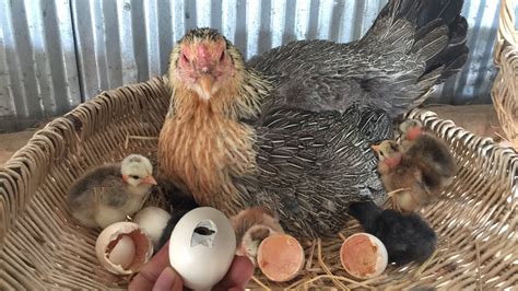 The Best Moment Hen Harvesting Eggs To Chicks Hen Hatching Eggs Youtube